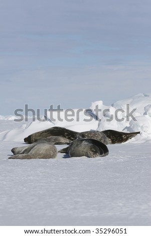 Weddell seals (Leptonychotes weddelli) resting on the sea ice in the Weddell Sea, Antarctica
