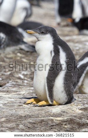 Gentoo penguin chick (Pygoscelis papua) sitting in the colony at Sea Lion Island, Falkland Islands