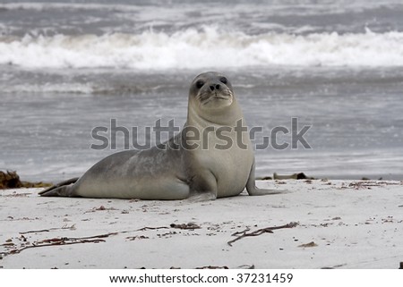 Young southern elephant seal (Mirounga leonina) resting on the beach on Seal Lion Island, Falkland Islands