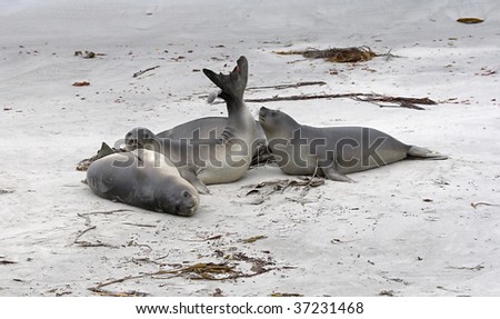 Young southern elephant seals (Mirounga leonina) resting on the beach on Seal Lion Island, Falkland Islands