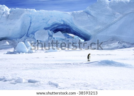 Emperor penguin (Aptenodytes forsteri) standing next to an ice cave on the sea ice of Antarctica