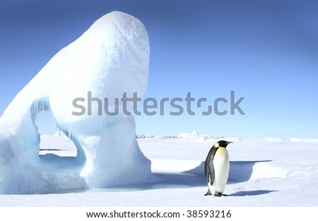 Emperor penguin (Aptenodytes forsteri) standing next to an iceberg on the sea ice of Antarctica