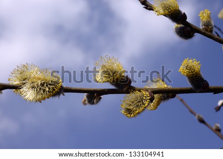 Willow tree and sky