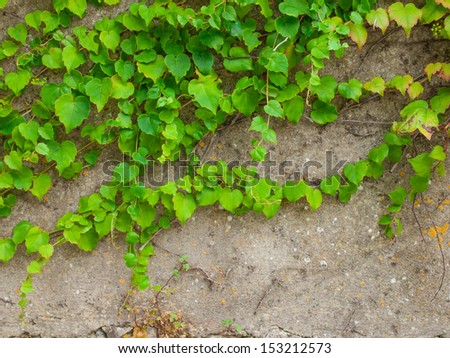 bright green climbing plant against an aged grey concrete wall