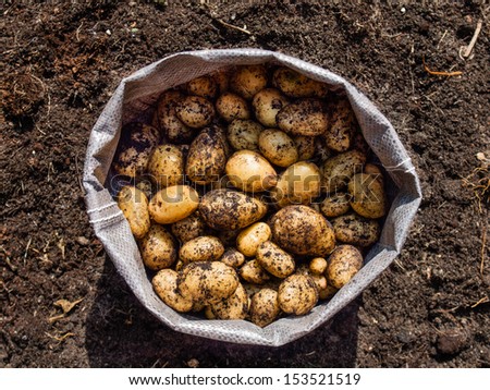 sack of potatoes freshly harvested from a kitchen garden with soil in the background