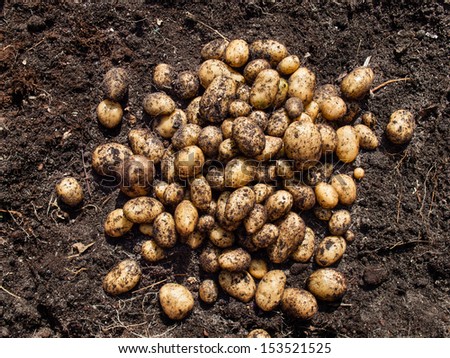 a pile of potatoes freshly harvested from a kitchen garden on top of rich dark garden soil