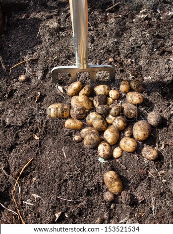 pile of potatoes freshly harvested from a kitchen garden and garden fork with rich dark garden soil