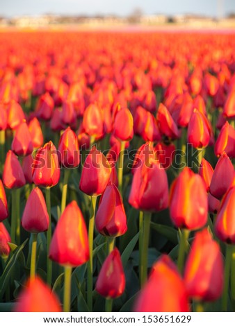 closeup of not yet fully opened  red orange tulips  in a bulb field with urban development on horizon out of focus.