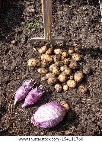 pile of potatoes, cabbage  and kohlrabi freshly harvested from a kitchen garden and garden fork with rich dark garden soil
