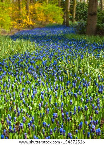a sweep of blue grape hyacinths running through green woodland on a sunny spring day in the Dutch spring flower gardens the keukenhof