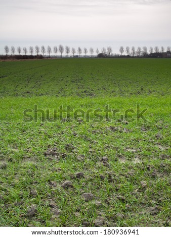 green sprouting barley field in late winter