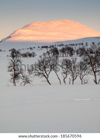 snow covered winter mountain in evening sun with snow field and birch woodland in foreground