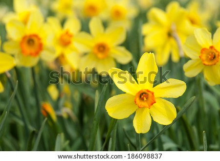 detail of  long stemmed yellow and orange trumpet daffodils in a daffodil field