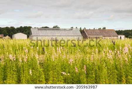 commercial flower field with delphiniums and glass houses in the background. Cut flower production in the Dutch tulip growing region.