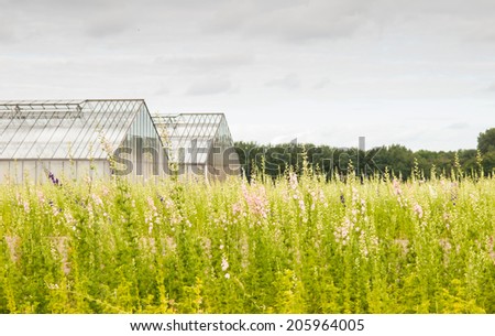 commercial flower field with delphiniums and glass houses in the background. Cut flower production in the Dutch tulip growing region.