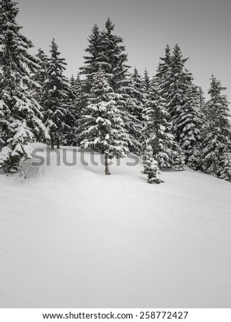 conifer trees in a snowy winter landscape in flat winter light with grey sky