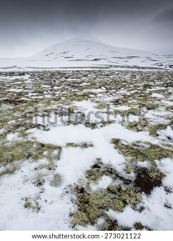 snow covered mountain top with reindeer moss and patches of thawing snow and ice in the foreground