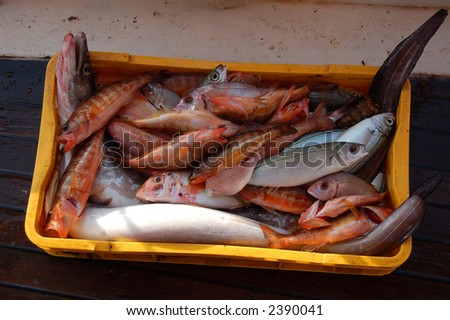 Fishing series - catch of fish