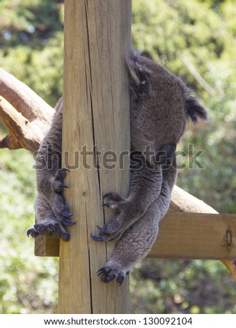 Australian Koala Bear holding onto a tree trunk.