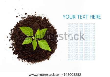 Young green plant isolated on a white background with space for text