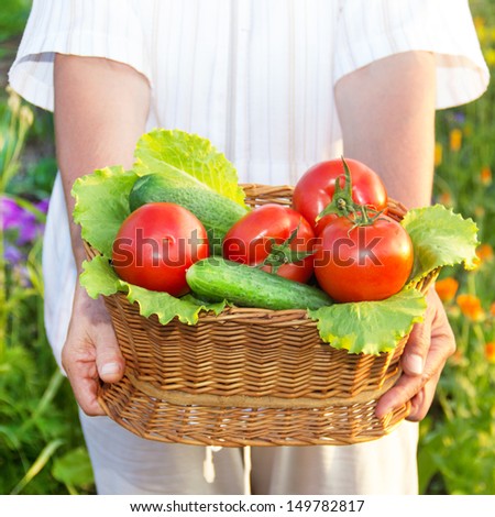 woman  hands holding a basket full of vegetables in the garden