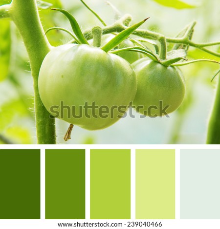 Green tomatoes.  color palette swatches. pastel hues