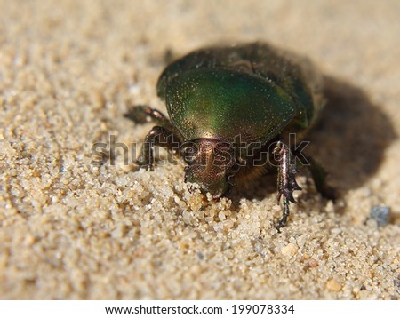 Cetonia rose-beetle rose-bug rose-fly in the sand