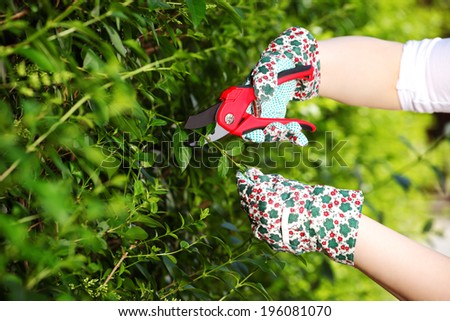 Gardening, trimming hedges, young girl working in the garden with a pair of scissors  2