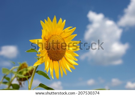 One Beautiful sunflowers, sky background