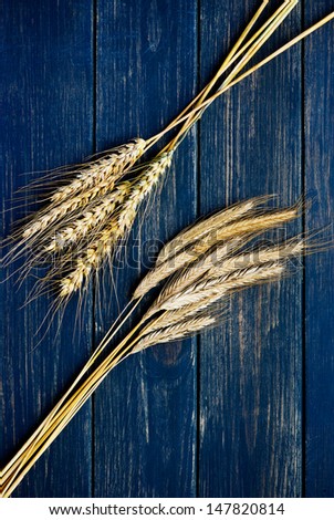 Two types of wheat on rustic navy blue wooden board