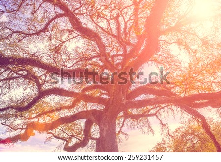 Southern live oak tree with widely spread branches, dreamy vintage toning applied