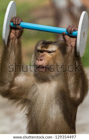 Monkey lifting dumbbell. Appears to be happy, focused and strong at the same time