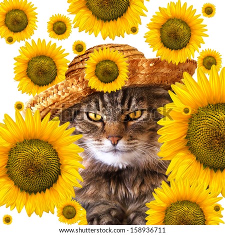 Cat with golden eyes wearing a straw hat. Raining sunflowers in background/Cat with straw hat and sunflowers