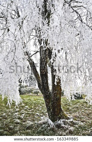 Tree with white laced branches from frozen fog /Tree with White Frost Laced Branches