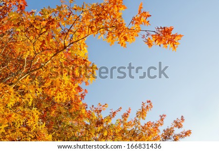 Oak tree arched branches with brilliant gold and red leaves. A blue sky in background lit by sunlight./Brilliant gold leaves in Autumn sun with blue sky