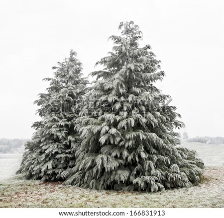 A winter scene with two cedar trees dusted with frozen ice./Cedar Trees with white frost