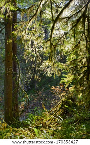 Illuminated sunlit branches on mossy trees in dense forest./Sunlit mossy tree branches in forest