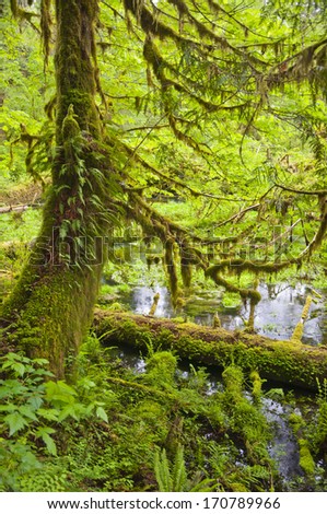 Vertical tree landscape in spring with brilliant green moss and plants/Tree in spring with brilliant green moss and plants