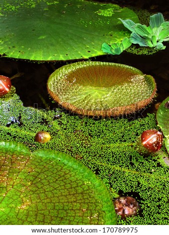 Closeup of brilliant green lily pads floating in water/Brilliant Green Lily Pads