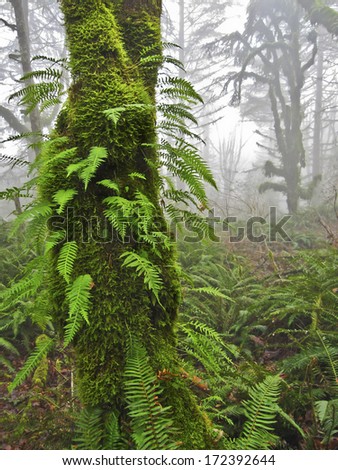 Mossy tree covered with fern branches in misty forest./Mossy tree with ferns in Misty Forest