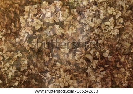 Clusters of dried hydrangeas with textured overlay. Great for scrap booking./Dried Hydrangeas in Textured Background