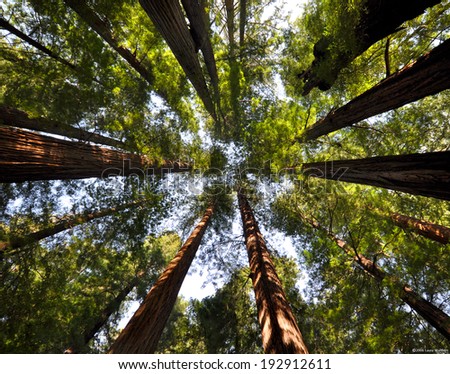 Looking up into redwood trees with wide angle lens. Forest with wide angle perspective