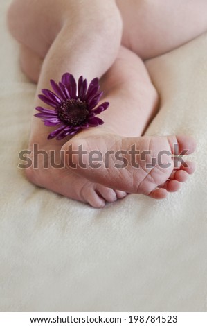 Newborn baby with legs and feet in foreground holding a flower. Newborn baby legs with perspective of feet in foreground holding flower