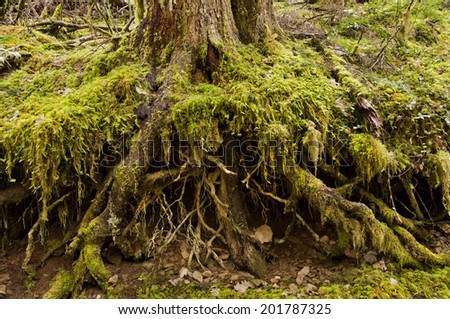 Tree roots exposed in forest covered in moss/Tree roots exposed in green moss