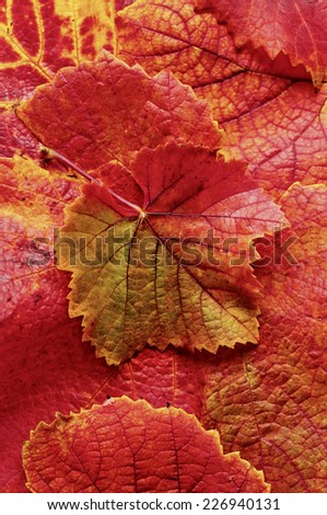 Background of orange,yellow, and red grape leaves/Background of brilliant orange,red and yellow grape leaves