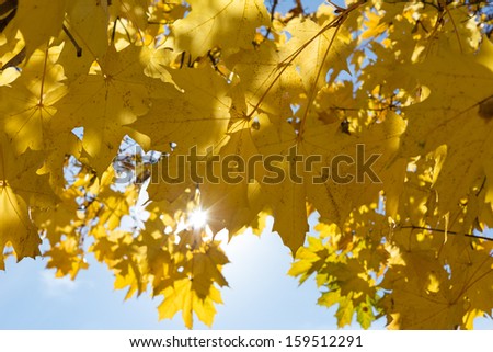 Yellow maple leaves on sky background with shining sun