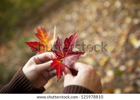 Womans hand holding two red autumn leaves with in the background unsharp a forest path.