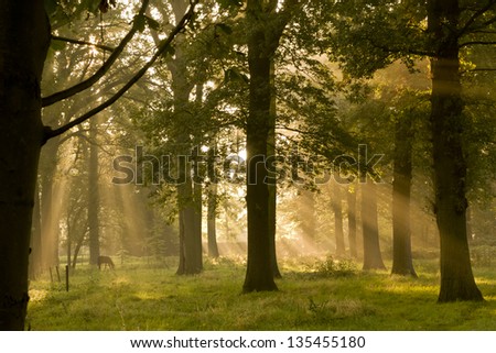 Rays of sunlight through trees in the morning.