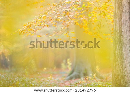 Beech branch hanging down in a forest