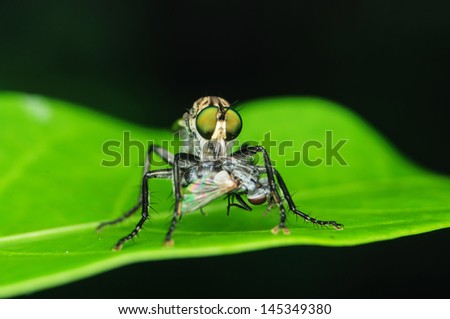 An extreme macro shot of a robber fly eating a smaller house fly.